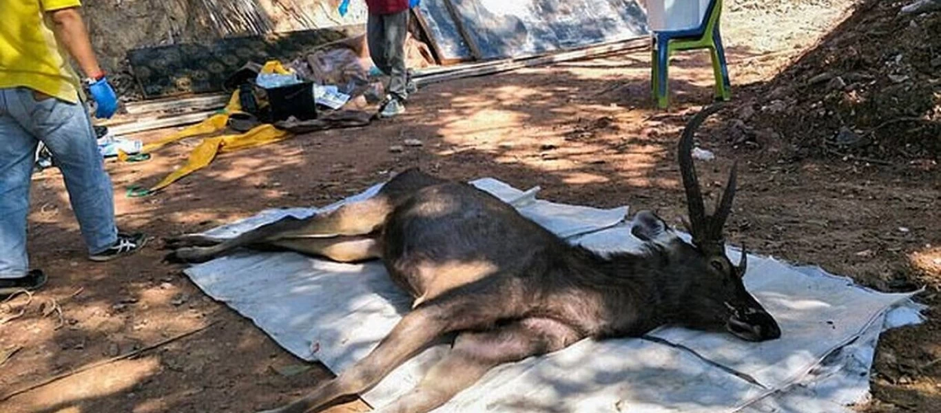 Ελάφι πέθανε γιατί έφαγε πλαστικές σακούλες - Τι βρήκαν οι ερευνητές